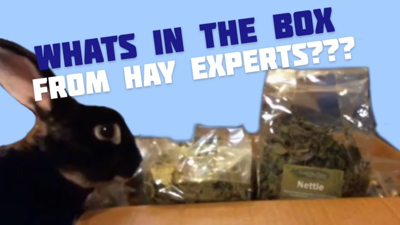 THE HAY EXPERT'S GOODIE BOX BUNNY  HAUL!😜
