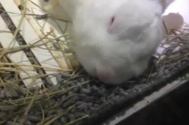 Adorable and Cute Rabbit Close-up!!Full White Bunny Sleeping!! PART 2
