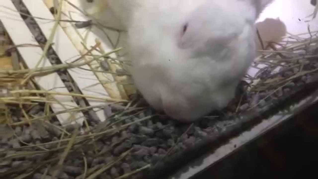 Adorable and Cute Rabbit Close-up!!Full White Bunny Sleeping!! PART 2