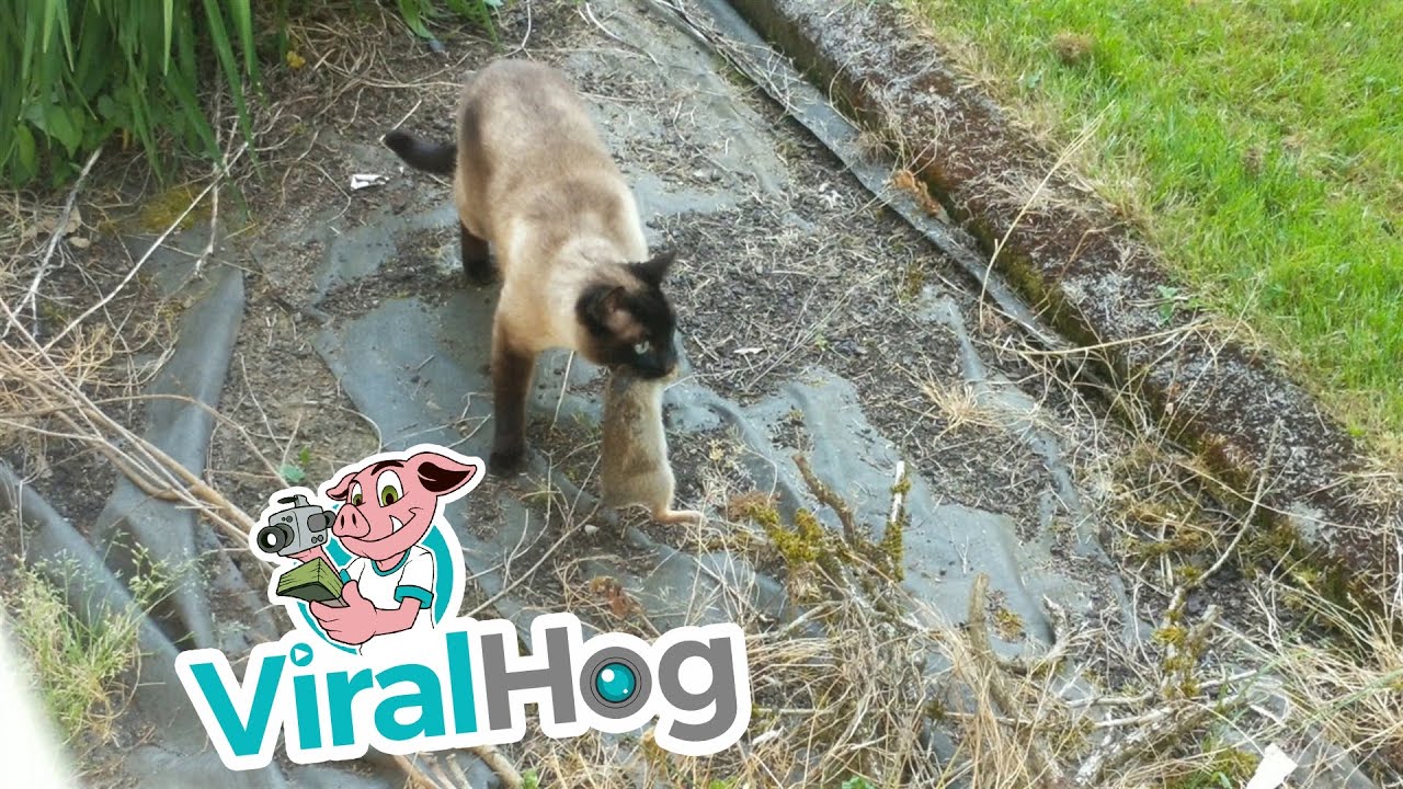 Rabbit Escapes Cat, Gets Eaten by Owl || ViralHog