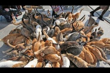 Japan's Cat Island - Incredible!