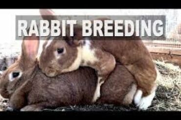 Rabbits playing | by geo animal  planet