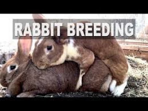 Rabbits playing | by geo animal  planet