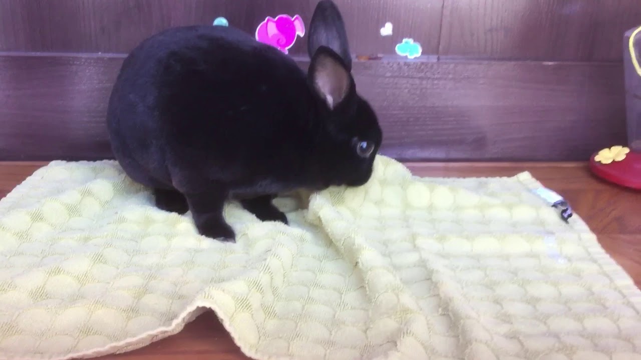 Cute rabbit its mine