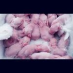 Wonderful Rabbit Giving Birth To 18 Baby At Home   Baby Bunnies So Cute