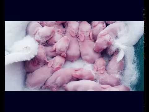 Wonderful Rabbit Giving Birth To 18 Baby At Home   Baby Bunnies So Cute