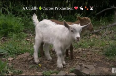 ADORABLE ANIMALS - A BUNNY A LAMB & A GOAT ARE FRIENDS ON A FARM @AnimalPlanet💗🐇🐐🐑🐾💖