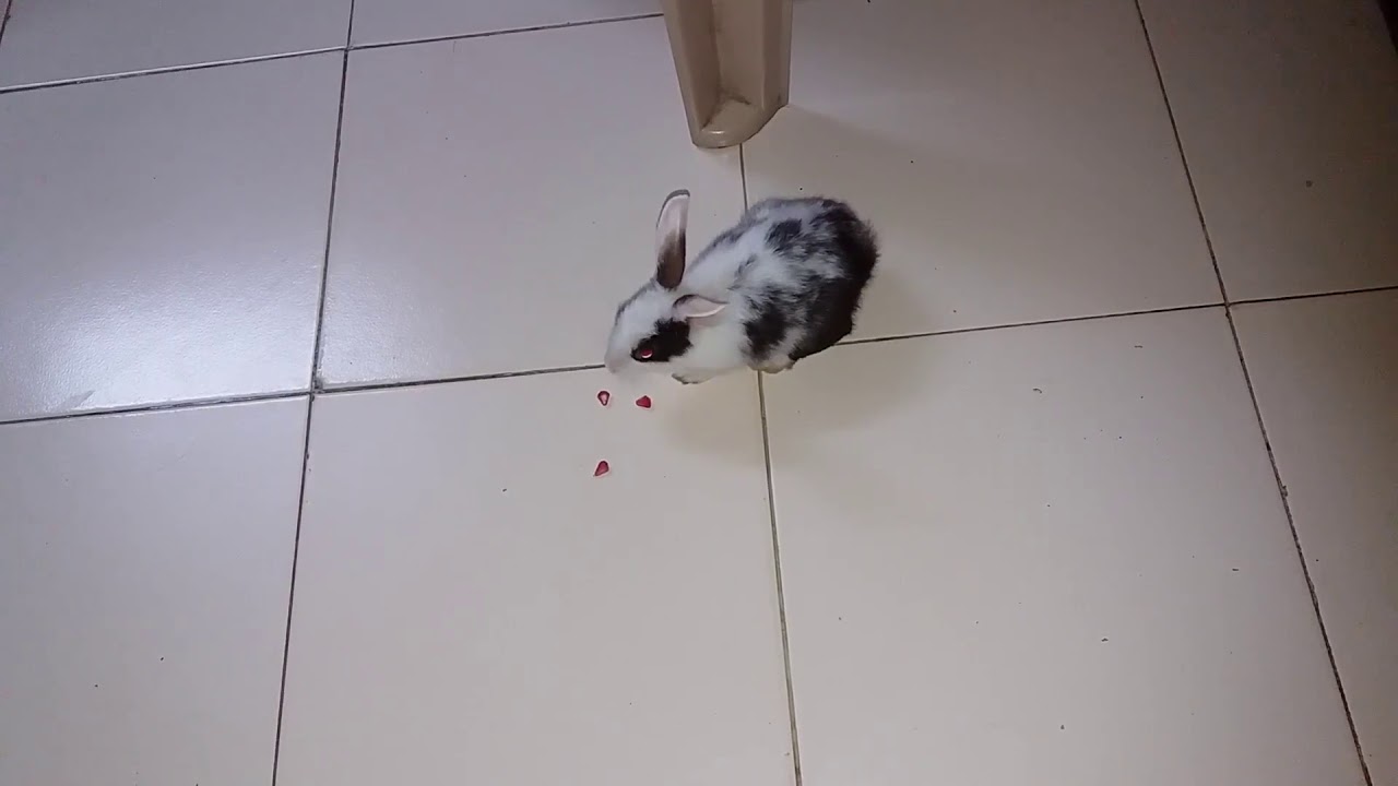 Little zoe eating pomegranate.   |RABBIT| | CUTE|