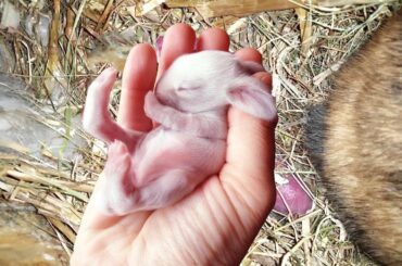 NEWBORN RABBITS CUTE AND SLEEP IN THE MASTER’S HAND