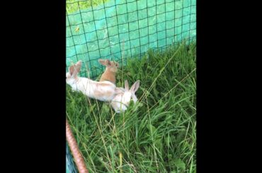 Cute little rabbits video