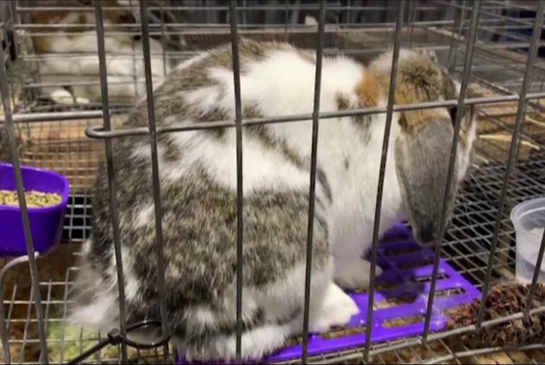 Cute rabbits barn - Thỏ gì mà mập và bự như gấu vậy?