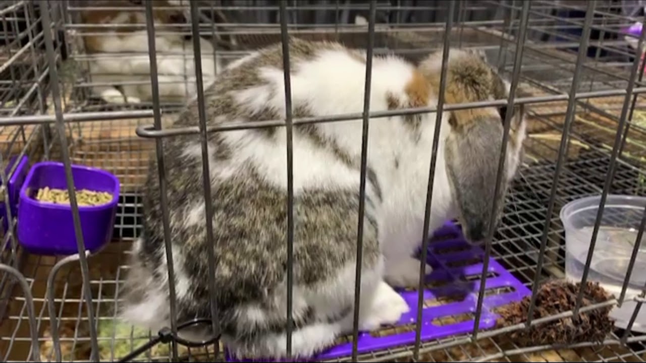 Cute rabbits barn - Thỏ gì mà mập và bự như gấu vậy?