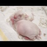 4 Day Old Baby White Bunny Twins