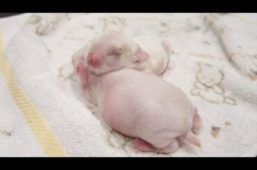4 Day Old Baby White Bunny Twins