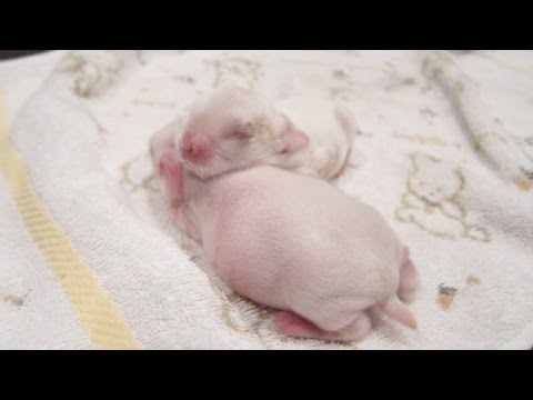4 Day Old Baby White Bunny Twins