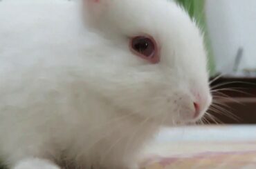 Jasmine's cute Rabbit