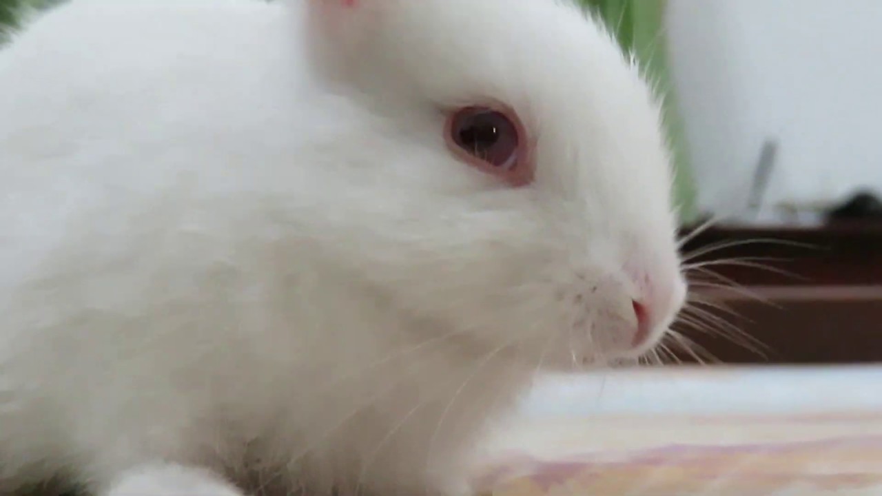 Jasmine's cute Rabbit