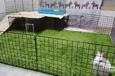 [LIVE] 아기토끼 밤송이 Cute Bunny♥🐰