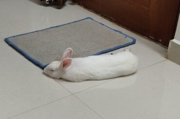 #8 Funny Sleeping Positions of My Cute Little Bunny | Rabbit Sleeps 😊😘