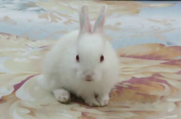 The world's most cutest rabbit I have ever seen
