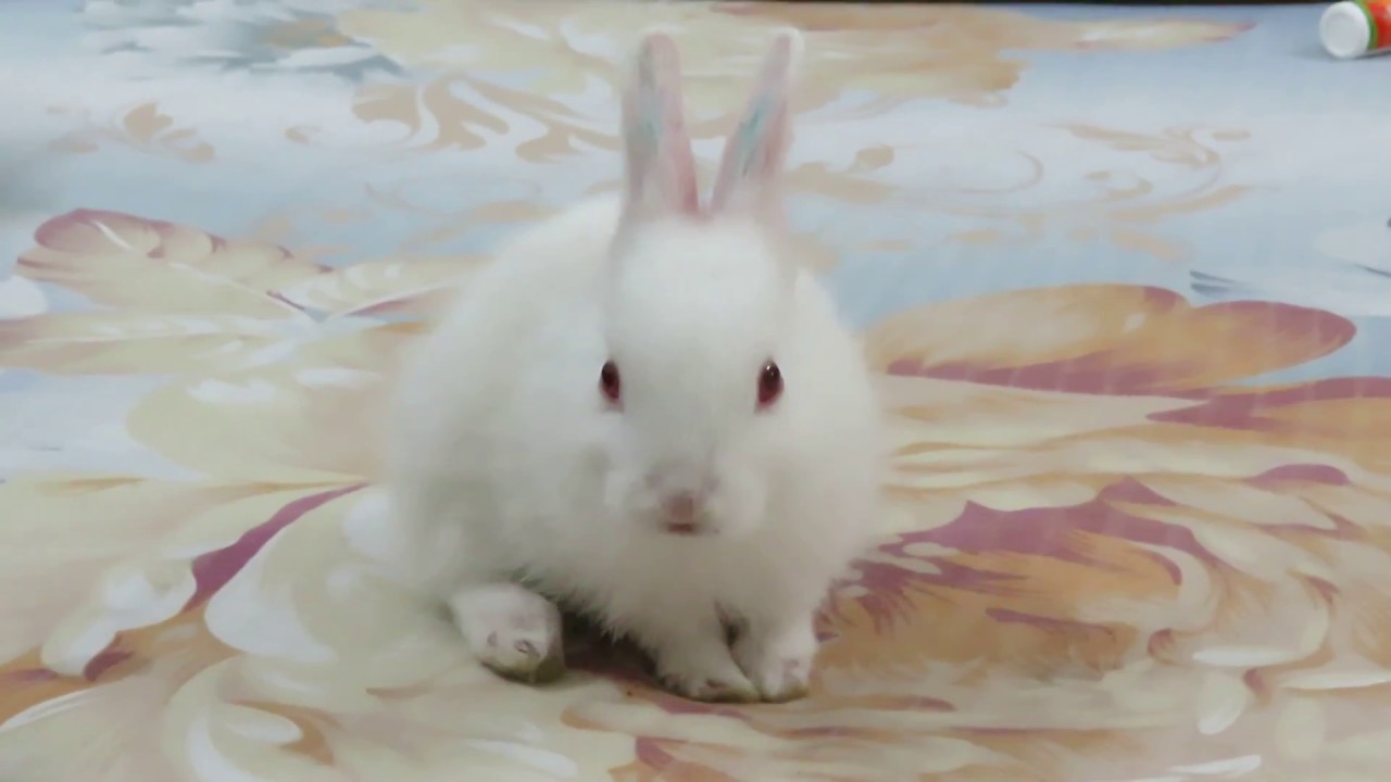 The world's most cutest rabbit I have ever seen
