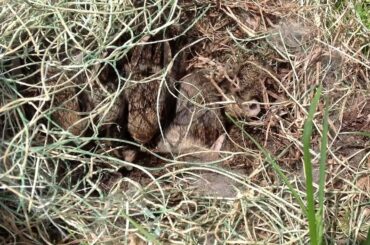 Cottontail Rabbit Nest w/ Baby Rabbits