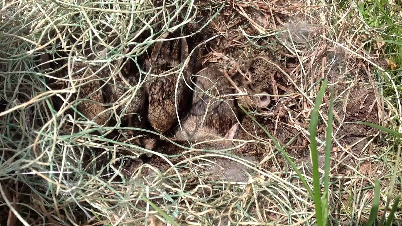 Cottontail Rabbit Nest w/ Baby Rabbits