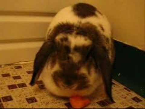Very Cute Rabbit
