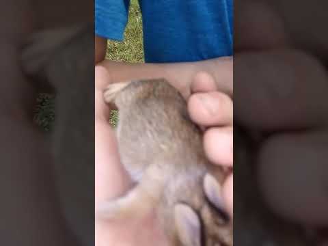 Cute rabbit 😍 and rabbit home