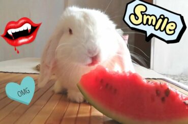 Mi coneja se pinta los labios comiendo sandia! Cute bunny. 🐰💋