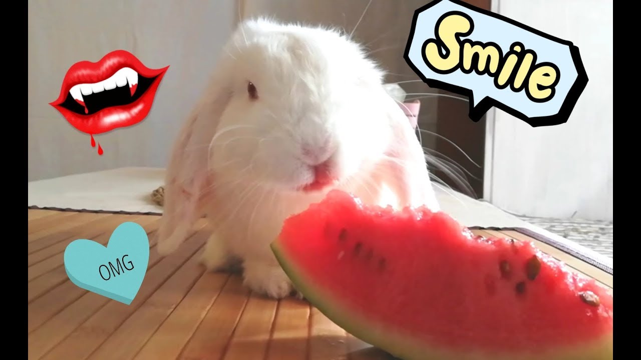 Mi coneja se pinta los labios comiendo sandia! Cute bunny. 🐰💋