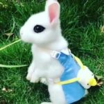 # my rabbit🐇# cute#  my bunny#####