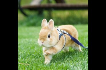 #4 귀여운 토끼 사진모음 so cute rabbit best pictures compilation 9min