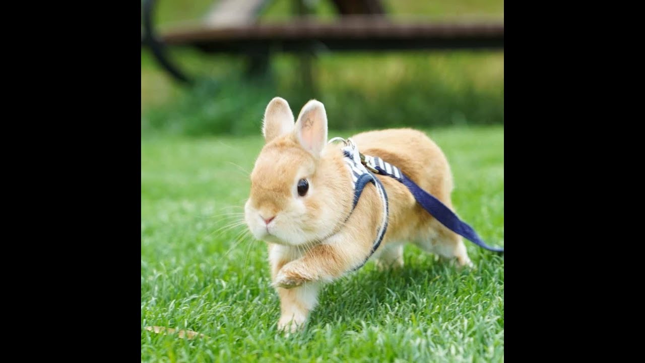 #4 귀여운 토끼 사진모음 so cute rabbit best pictures compilation 9min