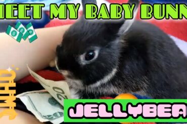 MY NEW BABY BUNNY! 👀 2019 || Bailey B