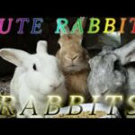 How Cute are Rabbits while they eat (Close up)