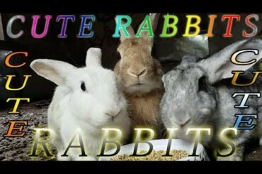 How Cute are Rabbits while they eat (Close up)