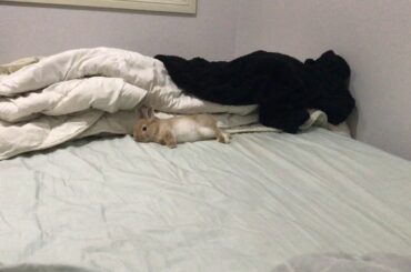 Bunny Rabbit does a cute Flop