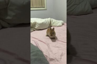 Baby Bunny does a Ballet Spin