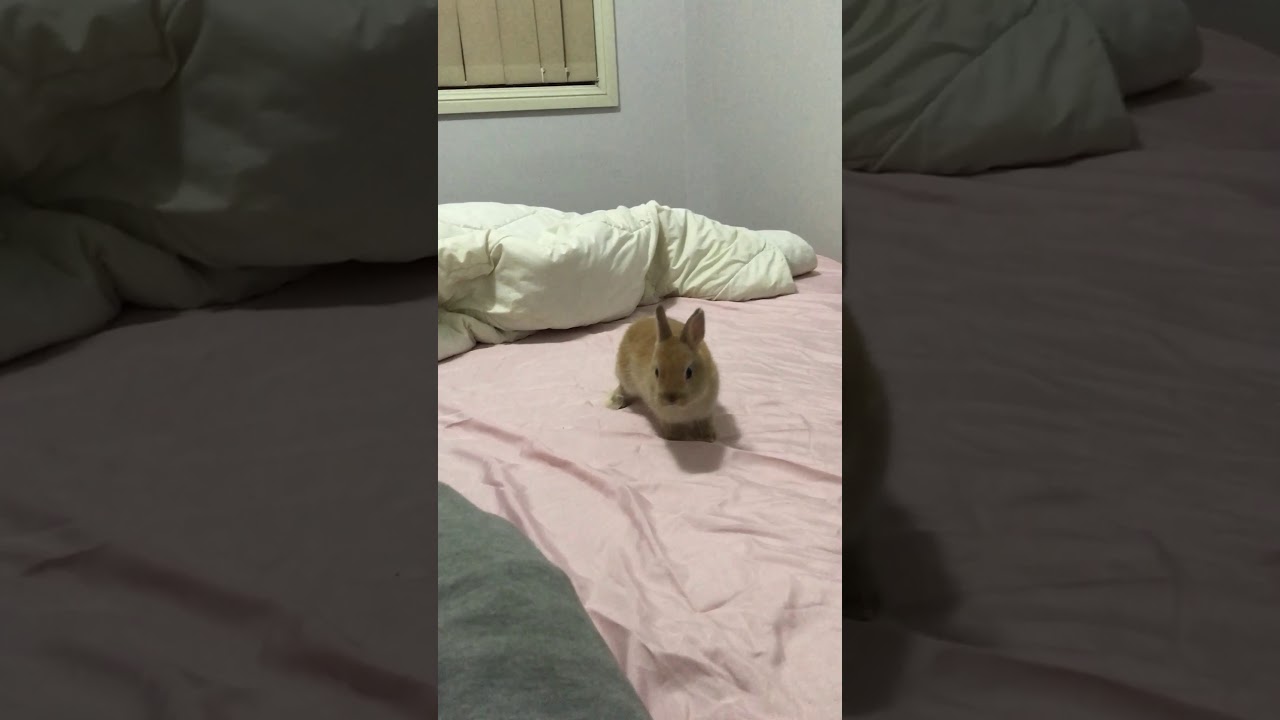 Baby Bunny does a Ballet Spin