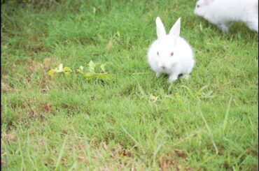 Baby Bunny Rabbits Walking, Eating Grass - Cutest Pets