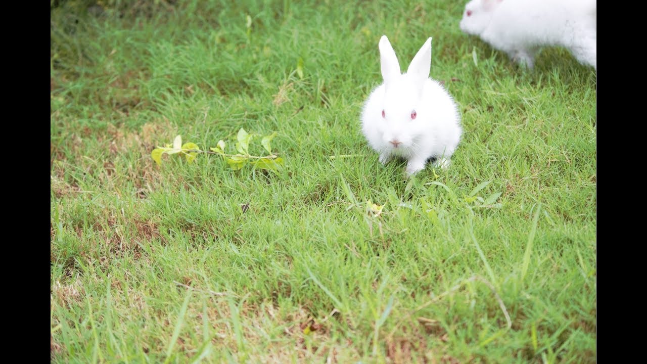 Baby Bunny Rabbits Walking, Eating Grass - Cutest Pets