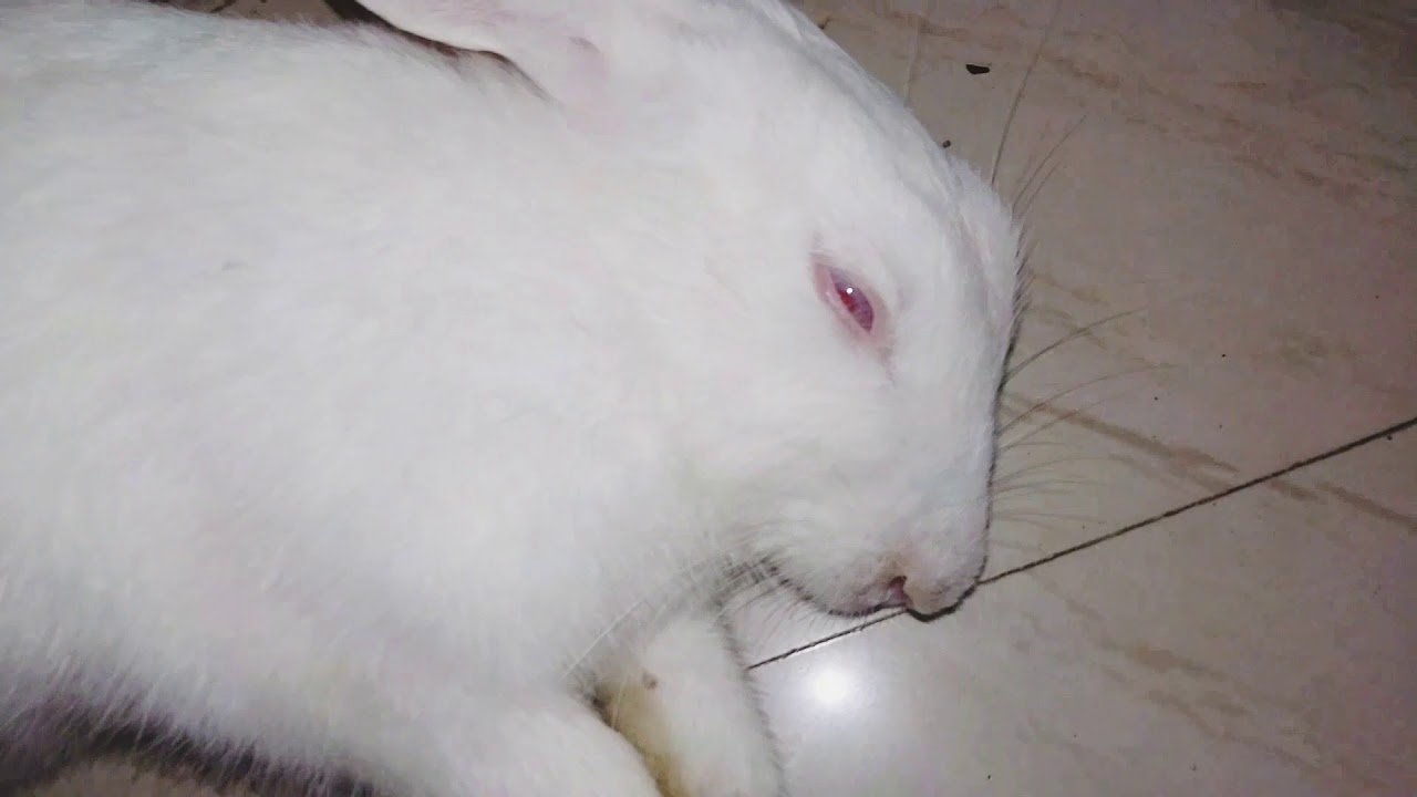 Cute bunny(3)