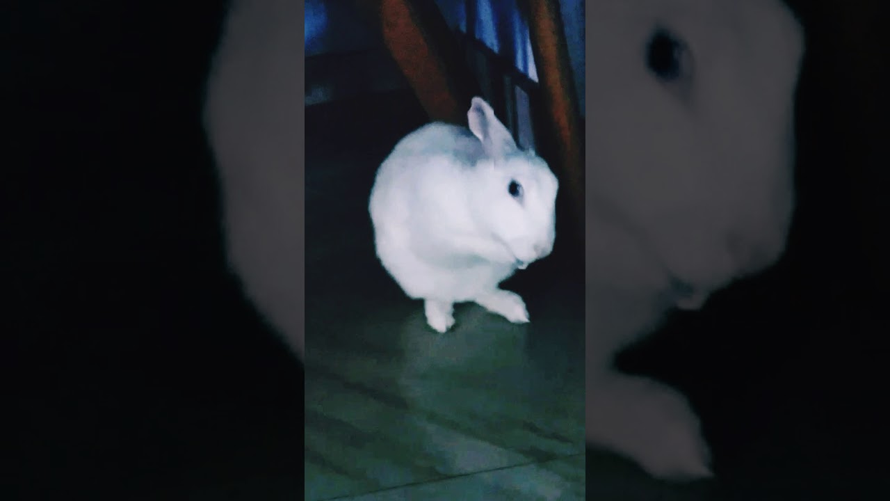 Cute bunny(1)