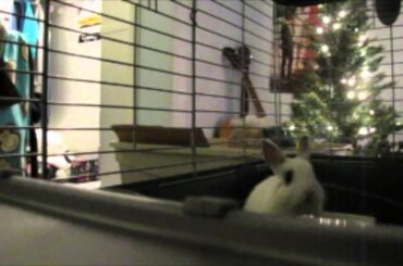 My Cute baby Bunny Skyler