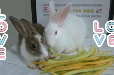 RABBİT & MEALTİME & RABBİT EATİNG MELON SHELL ASMR & RABBİTS ROMEO AND JULİET