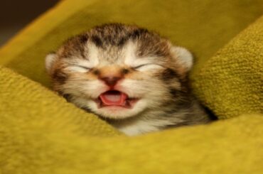 Kittens Meowing - Cute Kittens Video Compilation - Only The Cutest Baby Cats Meowing