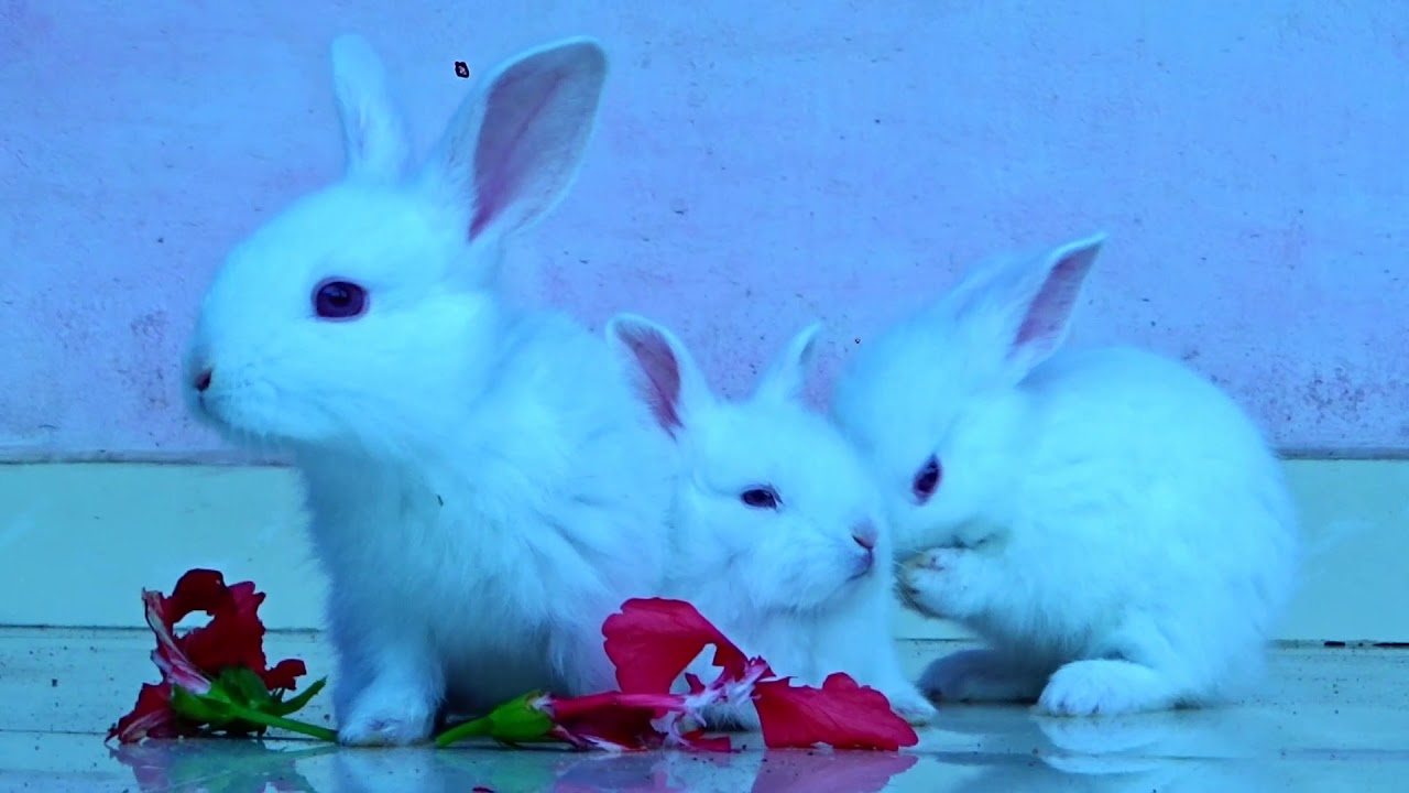 Funny baby my bunny rabbits eat rosemallows