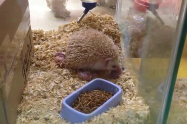 Cute Animal Giving Birth | Mommy Hedgehog Giving Birth | So Many Cute Babies