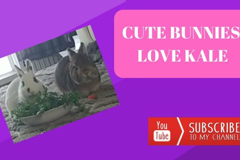 Rabbits Eating Salad | Cute Cuddly Bunnies | The Fluffy Crew
